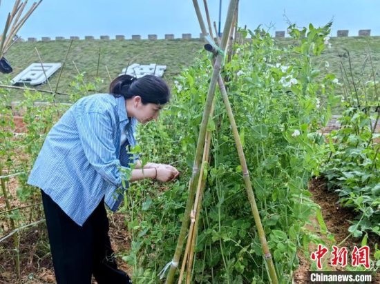 咸宁市浮山街道杨下社区推出“共享菜园” 撂荒地变花园