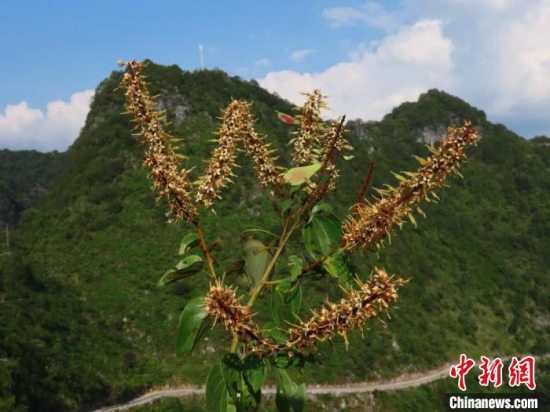 广西在大化瑶族自治县重新发现“隐世”80多年稀有植物凌云龙须藤
