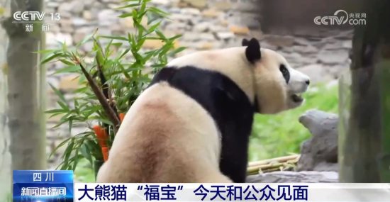 大熊猫“福宝”12日在中国大熊猫保护研究中心卧龙神树坪基地正式与公众见面