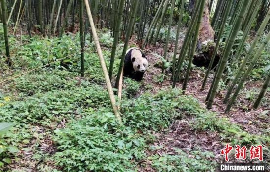 雅安市宝兴县：野生大熊猫连续三天在陇东镇同一片竹林觅食