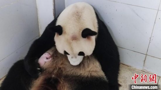 重庆动物园熊猫家族再添丁 大熊猫“好奇”产下二胎初生体重185g