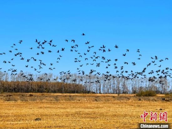黑龙江省兴凯湖流域进入了候鸟南迁高峰期 日均过往候鸟达3.5万只