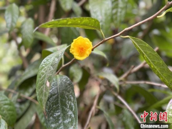 玉林市玉州区：金花茶铺就乡村致富新路