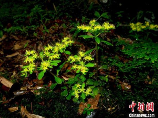 广西发现景天属植物新种——广西景天 桂南桂北均有分布