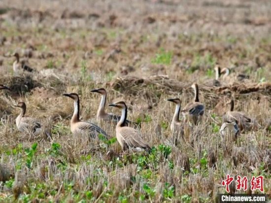 江西鄱阳湖南矶湿地国家级自然保护区监测到候鸟超7万羽