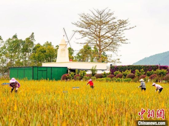 台山市“时食新鲜”旅游千亩芦荟吸引游客“打卡” 赋能“农旅融合”