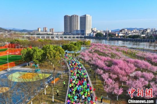 2025远安马拉松在桃花岛生态湿地公园鸣枪开跑 万人穿越花海感受春意