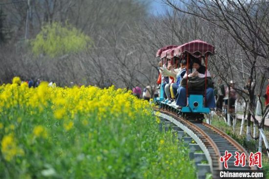 金黄油菜花随风摇曳 2025最美油菜花海汉中旅游文化节在勉县启幕