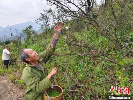双牌县打鼓坪乡高山野生古茶树孕育茶产业振兴乡村