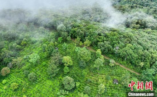 2025第九届昆明(国际)春茶周开幕 发布著名山头产地采购价最新指数