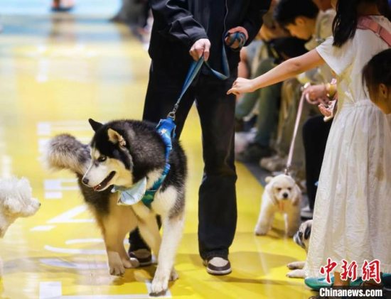 第二届杭州宠物时装周举行 拥抱“黑科技”弄潮“它时尚”