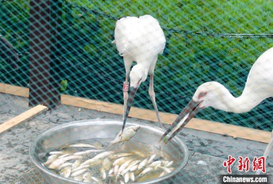 16只经过人工救助的东方白鹳在盐城九龙口湿地成功放飞