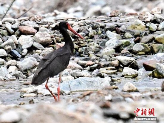 “鸟中大熊猫”黑鹳首次现身青海省海东市乐都区