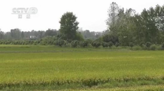 信阳罗山县：再生稻生产成粮食生产一大亮点