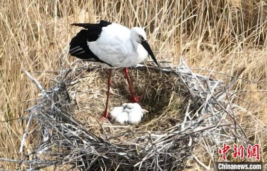 东方白鹳安家七星河国家级自然保护区 人工巢迎来首批鹳宝