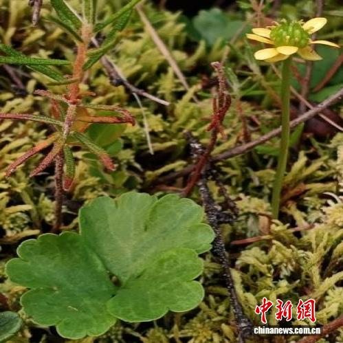 黑龙江呼中国家级自然保护区发现2种中国新记录植物拉伯兰毛茛和大兴安岭岩黄芪(拟定中文名)