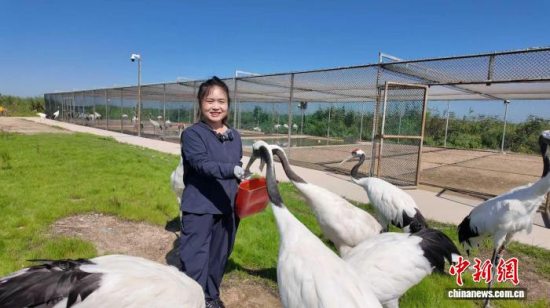 盘锦十年“退养还湿”治理 辽河口湿地迎来丹顶鹤回归