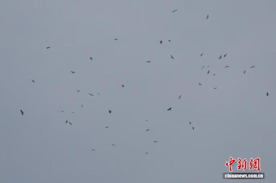 大连旅顺蛇岛老铁山国家级自然保护区迎今秋“万猛日”