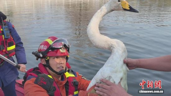 寿阳县:白天鹅受伤被困湖心4天 消防员划艇营救 寿阳县:白天鹅受伤被困湖心4天 消防员划艇营救