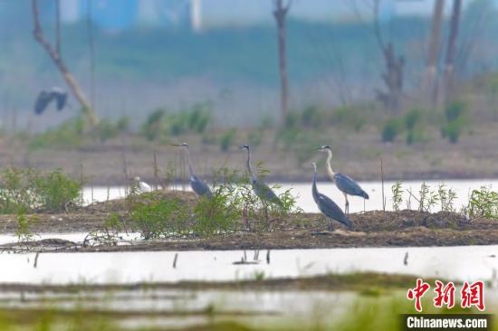 白露时节冬候鸟与夏候鸟在武汉沉湖罕见同框