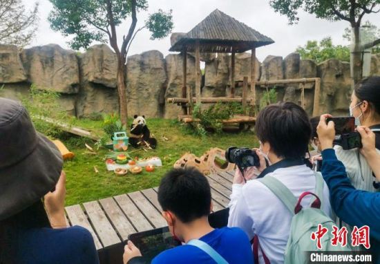 三只大熊猫在上海集体过生日 手工“生日面”融入爱和祝福