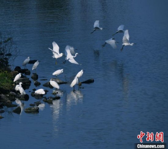 温州生态园三垟湿地入选首批“浙江省观鸟胜地”