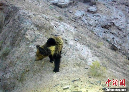 新疆罗布泊野骆驼国家级自然保护区首次拍摄到国家二级重点保护动物棕熊