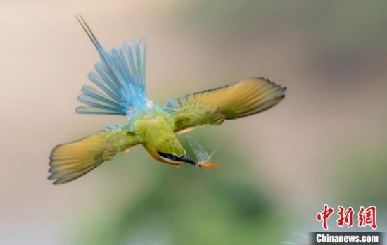500余只“中国最美小鸟”蜂虎鸟在海南澄迈花场湾筑巢安家