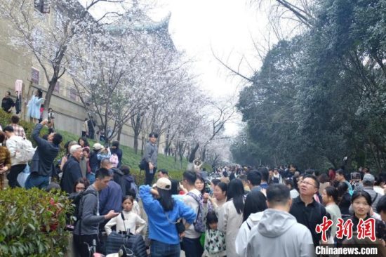 武汉大学发布赏樱政策 3月18日至4月6日樱花开放期间公众需预约入校