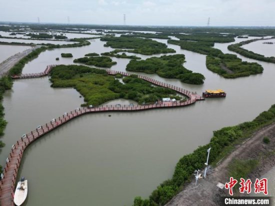 全国首个大规模红树林“种养耦合”修复项目即将在湛江进入施工建设阶段