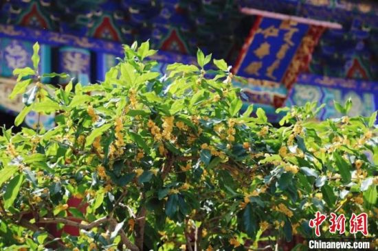 中秋假期北京市属公园及中国园林博物馆将推出科普研学、红色教育、非遗展示等活动