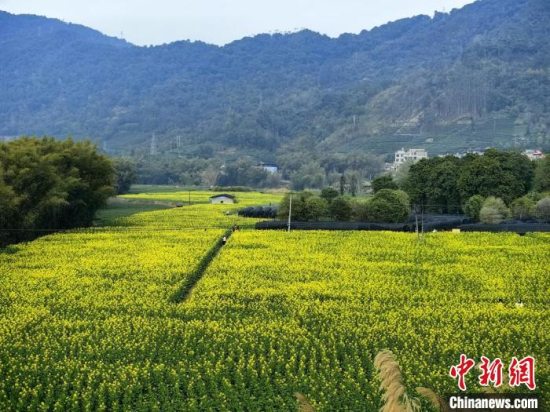 贺州市昭平县油菜花田成特色农业旅游发展新路径