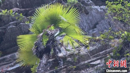 云南怒江州福贡县上帕河谷发现贡山棕榈新群落
