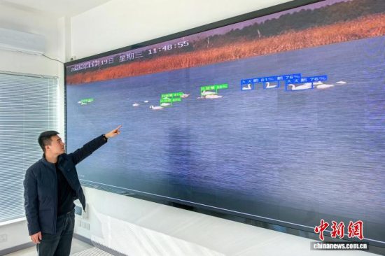 天津已进入秋冬季候鸟迁徙高峰期 整个秋冬候鸟迁徙季迁徙候鸟预计超过百万只